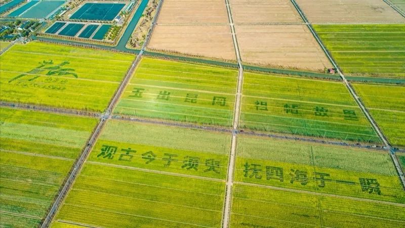 上海松江区富氢水稻.jpg